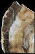 Gorgeous Petrified Wood (Sequoia) Bookends - Oregon #29139-3